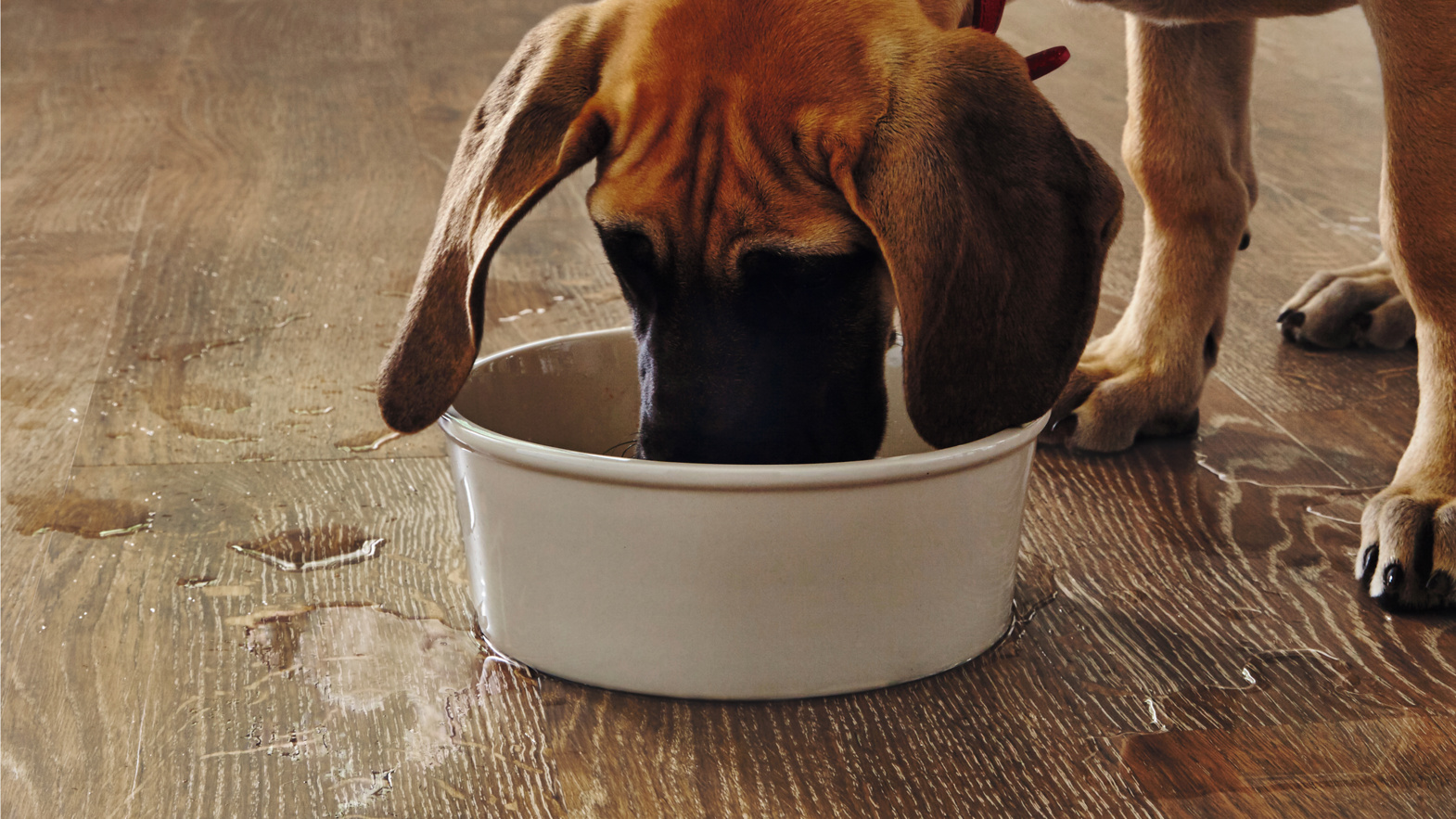 Puddles of water on Hessian Oak VGW93T from a great dane puppy drinking water