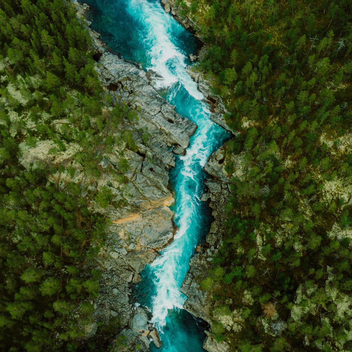 a river crossing a forest