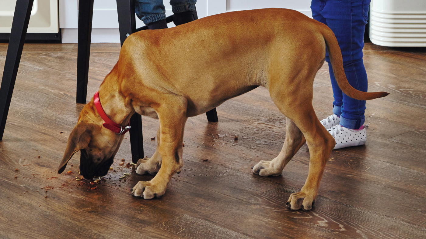 Puppy licking spaghetti off of Hessian Oak VGW97T floors under a high chair